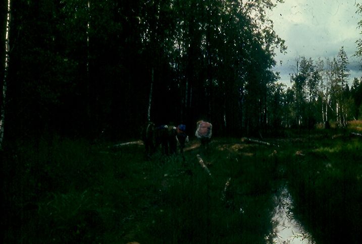 Грунтовка в лесу