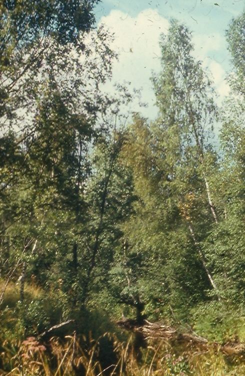 Лес