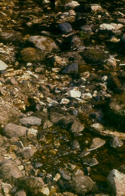 Вода бъет прямо из берегов и из-под камней.